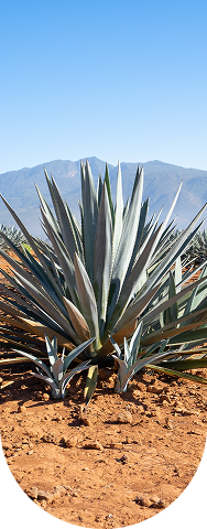 Agave